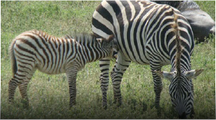 Masai Mara, Kenya